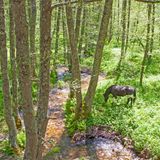 Kalabrien/Nationalpark Sila (Parco Nazionale della Sila): Pferd bei San Giovanni in Fiore, Apulien