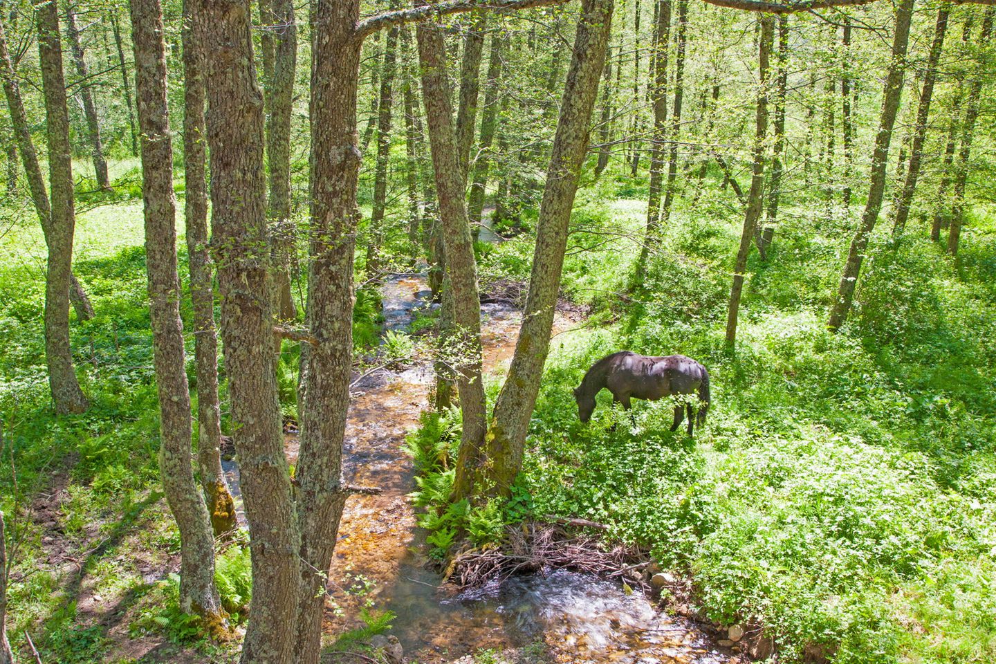 Kalabrien/Nationalpark Sila (Parco Nazionale della Sila): Pferd bei San Giovanni in Fiore, Apulien