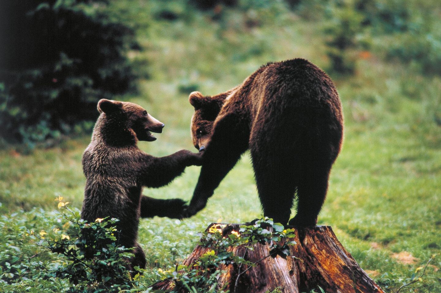 Wer pure Wildnis erleben möchte, ist im Nationalpark Abruzzen genau richtig. Er liegt nahe der italienischen Hauptstadt Rom und zählt zu den größten und ältesten Naturschutzgebieten Italiens. Dazu spielt er eine wichtige Rolle beim Schutz bedrohter Tierarten. Wölfe, Braunbären und Hirsche sind hier zuhause und mit etwas Glück bekommt man die scheuen Tiere auf einer Erkundungstour durch den Nationalpark zu Gesicht. Dichte Buchen- und Eichenwälder, zerklüftete Gipfel, malerische Bergseen und kleine Dörfer bilen zusammen eine unvergessliche Naturlandschaft.