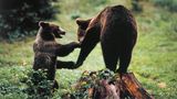 Wer pure Wildnis erleben möchte, ist im Nationalpark Abruzzen genau richtig. Er liegt nahe der italienischen Hauptstadt Rom und zählt zu den größten und ältesten Naturschutzgebieten Italiens. Dazu spielt er eine wichtige Rolle beim Schutz bedrohter Tierarten. Wölfe, Braunbären und Hirsche sind hier zuhause und mit etwas Glück bekommt man die scheuen Tiere auf einer Erkundungstour durch den Nationalpark zu Gesicht. Dichte Buchen- und Eichenwälder, zerklüftete Gipfel, malerische Bergseen und kleine Dörfer bilen zusammen eine unvergessliche Naturlandschaft.