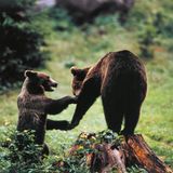 Wer pure Wildnis erleben möchte, ist im Nationalpark Abruzzen genau richtig. Er liegt nahe der italienischen Hauptstadt Rom und zählt zu den größten und ältesten Naturschutzgebieten Italiens. Dazu spielt er eine wichtige Rolle beim Schutz bedrohter Tierarten. Wölfe, Braunbären und Hirsche sind hier zuhause und mit etwas Glück bekommt man die scheuen Tiere auf einer Erkundungstour durch den Nationalpark zu Gesicht. Dichte Buchen- und Eichenwälder, zerklüftete Gipfel, malerische Bergseen und kleine Dörfer bilen zusammen eine unvergessliche Naturlandschaft.