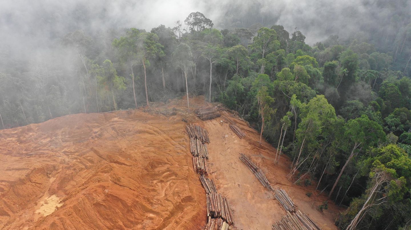 Auch wenn gerodete Flächen im Regenwald aufgeforstet werden, setzen sie noch jahrelang Kohlendioxid frei
