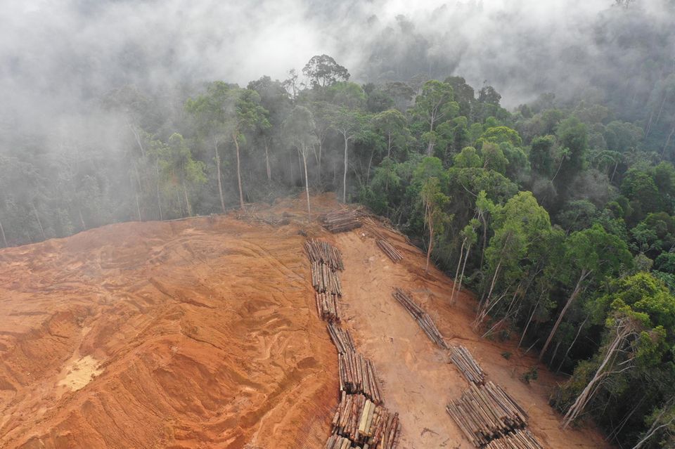 Auch wenn gerodete Flächen im Regenwald aufgeforstet werden, setzen sie noch jahrelang Kohlendioxid frei