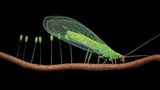 Insects-Finalist-Raj-Bharathi-A-Rare-Moment-in-Nature-CUPOTY  Name: Raj Bharathi Picture title: A Rare Moment in Nature Category: Insects (Finalist) Nationality: Indian Occupation: Entrepreneur      Raj: ‘Saturday nights are macro meet-up nights for our group of friends. But on March 19th, I wanted to shoot Blue Banded Bees at Pasir Ris Mangrove Park, Singapore. I didn’t know if I made the right choice by going to a different spot alone. When I got there, I searched for the bees and couldn’t find any. While I was feeling disappointed, I suddenly noticed a lacewing. When I got close, I was in for a huge surprise as it was laying eggs. I controlled my excitement, held my breath and immediately started shooting it, getting four decent shots. I was elated. I felt I had made the right choice that night and Nature gifted me this special moment and a shot I treasure so much.      This clever insect has developed a brilliant way to protect its offspring. It releases a silky line attached to a stem and pulls the silk into a stalk that solidifies immediately. The egg is then attached to the end of the stalk, suspending it in the air out of reach of passing insects. It spaces the eggs apart in such a way that the lacewing larva when it hatches from the egg, will not be able to eat the other unhatched eggs.’      Technical information: Olympus EM1 Mark II Olympus Zuiko 60mm f2.8 1/250, f/18, ISO200 Accessories: Handheld, flash diffuser.  Post processing: Basic adjustments in Lightroom Mobile and Topaz Denoise.      Instagram: _aliens.of.earth_  Facebook: bharathi  Twitter: aliens_explorer