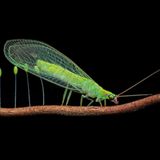 Insects-Finalist-Raj-Bharathi-A-Rare-Moment-in-Nature-CUPOTY  Name: Raj Bharathi Picture title: A Rare Moment in Nature Category: Insects (Finalist) Nationality: Indian Occupation: Entrepreneur      Raj: ‘Saturday nights are macro meet-up nights for our group of friends. But on March 19th, I wanted to shoot Blue Banded Bees at Pasir Ris Mangrove Park, Singapore. I didn’t know if I made the right choice by going to a different spot alone. When I got there, I searched for the bees and couldn’t find any. While I was feeling disappointed, I suddenly noticed a lacewing. When I got close, I was in for a huge surprise as it was laying eggs. I controlled my excitement, held my breath and immediately started shooting it, getting four decent shots. I was elated. I felt I had made the right choice that night and Nature gifted me this special moment and a shot I treasure so much.      This clever insect has developed a brilliant way to protect its offspring. It releases a silky line attached to a stem and pulls the silk into a stalk that solidifies immediately. The egg is then attached to the end of the stalk, suspending it in the air out of reach of passing insects. It spaces the eggs apart in such a way that the lacewing larva when it hatches from the egg, will not be able to eat the other unhatched eggs.’      Technical information: Olympus EM1 Mark II Olympus Zuiko 60mm f2.8 1/250, f/18, ISO200 Accessories: Handheld, flash diffuser.  Post processing: Basic adjustments in Lightroom Mobile and Topaz Denoise.      Instagram: _aliens.of.earth_  Facebook: bharathi  Twitter: aliens_explorer