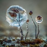 Fungi-1st-Barry-Webb-Ice-Encrusted-Comatricha-CUPOTY  Name: Barry Webb Picture title: Ice Encrusted Comatricha Category: Fungi (Winner) Nationality: British Occupation: Gardener / Photographer      Barry: ‘In January last year, following two days of freezing fog and sub-zero temperatures, I found some mature Comatricha, growing on an old fence post lying on a pile of discarded, rotting timber. I was attracted to the way the ice had encased the slime mould, creating strange, windswept, leaf-like shapes. The tallest one was only 3mm high, including the ice. The final image is the result of 55 focus-bracketed images combined in Zerene Stacker.’      Technical information: Olympus OM-D-E-M1 Mk II  Olympus M.Zuiko Digital ED 60mm f2.8 Macro 1/15, f/4, ISO200 Accessories: Gitzo tripod, cable release, 3 extension tubes.  Post processing: Lightroom, Zerene Stacker and Topaz Denoise AI. Minor stacking artefacts were tidied up in Photoshop.      Website: www.barrywebbimages.co.uk  Instagram: barrywebbimages