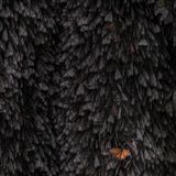 Butterflies-Finalist-Lakshitha-Karunarathna-Highbright-CUPOTY  Name: Lakshitha Karunarathna Picture title: Highbright Category: Butterflies & Dragonflies (Finalist) Nationality: Sri Lankan Occupation: Tea Taster / Wildlife Photographer      Lakshitha: ‘It is a tiresome journey from Mexico City to the El Rosario Biosphere Reserve in Michoacán, Mexico as you have to travel by bus, mini-van, horseback, and finally on-foot hiking through narrow and steep terrain. However, all the exhaustion vanishes as soon as you get to the Reserve and look at the beautiful Monarch butterflies, which gather here in the hundreds of thousands, if not millions. They spend the nights in mass clusters.      From my studies prior to the visit, I knew that the Monarchs break away from their gatherings when the daytime temperatures reach a specific range. I wanted to take a photo right at the start of that event, with only a single butterfly, the very individual to initiate the breaking, having its wings spread. This was really a challenge for two reasons. First, you have no idea which part of the cluster will go first. Hence, you have to focus on the entire group with an increased aperture but then, you don’t have the liberty to go beyond a certain number due to the lack of light in the morning. Secondly, I left my bulky tripod behind due to the weight issues on the long journey from Sri Lanka to Mexico. I had to handhold the heavy 400mm f/2.8 lens, keeping the shutter speed only at 1/200, again due to concerns of the light. As time went by, I thought of giving up more than once. After remaining motionless for what felt like hours, a single Monarch took the initiative and I was able to take this photograph, which was a dream come true.’      Technical information: Canon EOS 1Dx Mark II Canon 400mm f/2.8/L IS II USM 1/200, f/4, ISO1600 Accessories: None, handheld.  Post processing: Basic adjustments in Lightroom, cropped.      Website: www.lakshithak.com  Instagram: lakshithak   Facebook: lakshithakwildlife