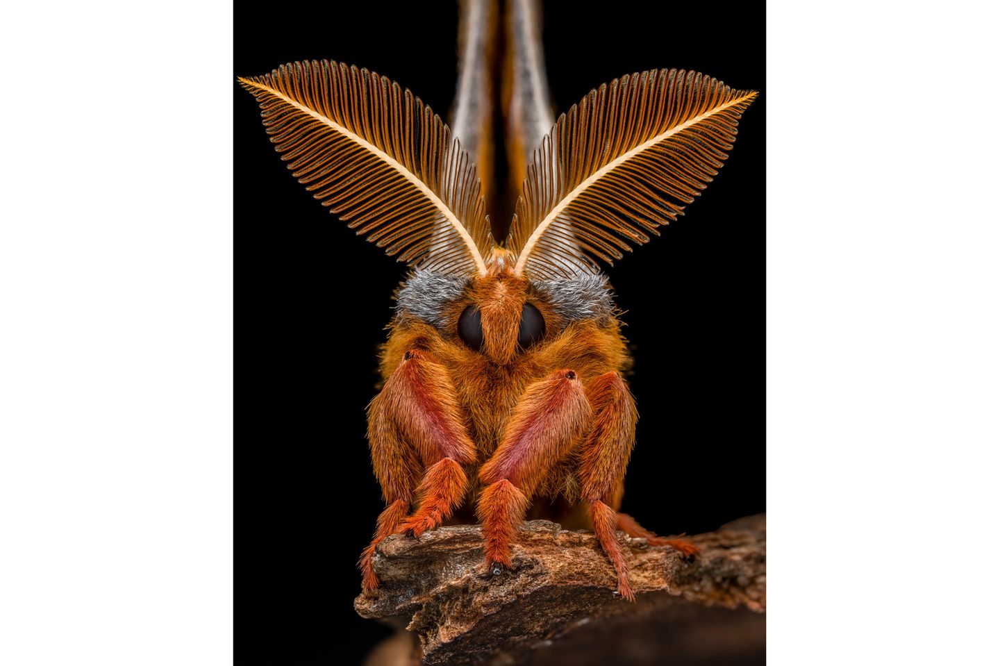 Invert-Portrait-Finalist-Benjamin_Salb-Polyphemus-Moth-CUPOTY  Name: Benjamin Salb Picture title: Portrait of a Polyphemus Moth Category: Invertebrate Portrait (Finalist) Nationality: American Occupation: IT Security Manager      Benjamin: ‘This image is a 12 shot handheld stack of a male Polyphemus moth. I photographed it in the fall of 2021 after it emerged from a cocoon I was in possession of over the summer. Several hours after emerging, it was moved into a large mesh tent where I was able to safely attempt some photographs. After some time passed, I placed a piece of broken bark in front of him and he slowly worked his way on to it and posed in the manner seen in the image. He was released the same evening in the hopes of finding a mate.’      Technical information: Nikon Z7  Venus Laowa 100mm f/2.8 X2 Macro 1/200, f/11, ISO200 Accessories: Godox V860II flash and Cygnustech diffuser.  Post processing: 12 pictures stacked in Helicon Focus, basic adjustments in Lightroom, Topaz DeNoise.      Website: www.benssmallworld.com  Instagram: bens_small_world