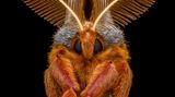 Invert-Portrait-Finalist-Benjamin_Salb-Polyphemus-Moth-CUPOTY  Name: Benjamin Salb Picture title: Portrait of a Polyphemus Moth Category: Invertebrate Portrait (Finalist) Nationality: American Occupation: IT Security Manager      Benjamin: ‘This image is a 12 shot handheld stack of a male Polyphemus moth. I photographed it in the fall of 2021 after it emerged from a cocoon I was in possession of over the summer. Several hours after emerging, it was moved into a large mesh tent where I was able to safely attempt some photographs. After some time passed, I placed a piece of broken bark in front of him and he slowly worked his way on to it and posed in the manner seen in the image. He was released the same evening in the hopes of finding a mate.’      Technical information: Nikon Z7  Venus Laowa 100mm f/2.8 X2 Macro 1/200, f/11, ISO200 Accessories: Godox V860II flash and Cygnustech diffuser.  Post processing: 12 pictures stacked in Helicon Focus, basic adjustments in Lightroom, Topaz DeNoise.      Website: www.benssmallworld.com  Instagram: bens_small_world