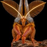 Invert-Portrait-Finalist-Benjamin_Salb-Polyphemus-Moth-CUPOTY  Name: Benjamin Salb Picture title: Portrait of a Polyphemus Moth Category: Invertebrate Portrait (Finalist) Nationality: American Occupation: IT Security Manager      Benjamin: ‘This image is a 12 shot handheld stack of a male Polyphemus moth. I photographed it in the fall of 2021 after it emerged from a cocoon I was in possession of over the summer. Several hours after emerging, it was moved into a large mesh tent where I was able to safely attempt some photographs. After some time passed, I placed a piece of broken bark in front of him and he slowly worked his way on to it and posed in the manner seen in the image. He was released the same evening in the hopes of finding a mate.’      Technical information: Nikon Z7  Venus Laowa 100mm f/2.8 X2 Macro 1/200, f/11, ISO200 Accessories: Godox V860II flash and Cygnustech diffuser.  Post processing: 12 pictures stacked in Helicon Focus, basic adjustments in Lightroom, Topaz DeNoise.      Website: www.benssmallworld.com  Instagram: bens_small_world