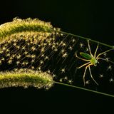 Animals-Finalist-Lung-Tsai-Wang-Microspur-CUPOTY  Name: Lung-Tsai Wang  Picture title: Microspur  Category: Animals (Finalist)  Nationality: Taiwanese  Occupation: Photographer      Lung-Tsai Wang:   ‘October to December is the season for the Taiwan Province Green Cat Spider to give birth to their tiny offspring. In the mountains of central Taiwan Province, I found a nest at the top of some Setaria viridis grass. In the oblique evening backlight it looks like honeycomb, but as you look more carefully it turns out to be a nest of small spiders, with a female spider guarding it.’      Technical information:  Nikon D4  Nikon 105.0mm f/2.8  1/50, f/3, ISO1600  Accessories: Tripod  Post processing: Basic adjustments      Website: lungtsaiwang.18gray.com