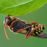 Invert-Portrait-Finalist-Andy-Sands-Cuckoo-Bee- Sleeping-CUPOTY  Name: Andy Sands Picture title: Cuckoo Bee Nomada Goodeniana Sleeping Category: Invertebrate Portrait (Finalist) Nationality: British Occupation: Retailer / Photographer      Andy: ‘I often go out early in the morning to photograph insects while they are still roosting/sleeping as I find it the most enjoyable and rewarding time of day. On this occasion I had been watching large numbers of these cuckoo bees around the nests of mining bees close to where I live and decided to see if I could find them sleeping. After several failed mornings, I changed tack and watched them in the late afternoon. I followed this one as the sun set to see where it settled. The next morning I found it asleep locked on to the edge of a leaf with it’s mandibles. I used focus bracketing to capture 32 images, and focus stacked the final image in Zerene Stacker.’      Technical information: Olympus OM-D E-M1x Olympus 60mm f2.8 Macro 1/10, f/4.5, ISO200 Accessories: Gitzo explorer tripod, cable release.  Post processing: Stacked with Zerene Stacker, levels adjusted in Photoshop and sharpened with Topaz Ai.      Website: www.andysands.co.uk  Instagram: andysandsphotography