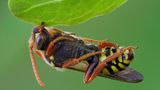 Invert-Portrait-Finalist-Andy-Sands-Cuckoo-Bee- Sleeping-CUPOTY  Name: Andy Sands Picture title: Cuckoo Bee Nomada Goodeniana Sleeping Category: Invertebrate Portrait (Finalist) Nationality: British Occupation: Retailer / Photographer      Andy: ‘I often go out early in the morning to photograph insects while they are still roosting/sleeping as I find it the most enjoyable and rewarding time of day. On this occasion I had been watching large numbers of these cuckoo bees around the nests of mining bees close to where I live and decided to see if I could find them sleeping. After several failed mornings, I changed tack and watched them in the late afternoon. I followed this one as the sun set to see where it settled. The next morning I found it asleep locked on to the edge of a leaf with it’s mandibles. I used focus bracketing to capture 32 images, and focus stacked the final image in Zerene Stacker.’      Technical information: Olympus OM-D E-M1x Olympus 60mm f2.8 Macro 1/10, f/4.5, ISO200 Accessories: Gitzo explorer tripod, cable release.  Post processing: Stacked with Zerene Stacker, levels adjusted in Photoshop and sharpened with Topaz Ai.      Website: www.andysands.co.uk  Instagram: andysandsphotography