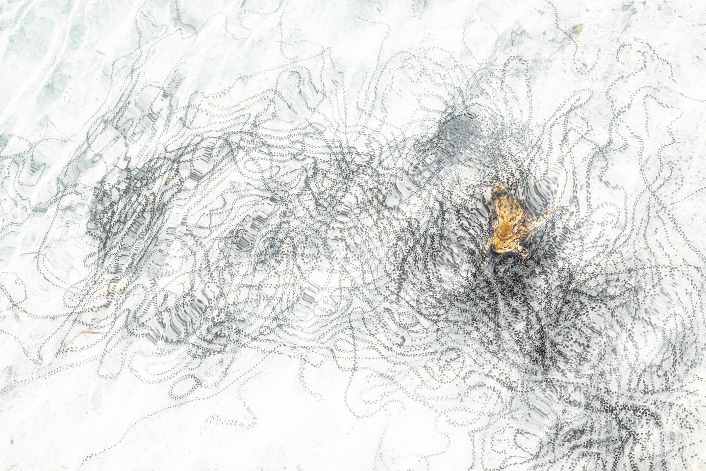 Animals-Finalist-Rob-Blanken-Love-is-in-the-Air-CUPOTY  Name: Rob Blanken  Picture title: Love is in the Air  Category: Animals (Finalist)  Nationality: Dutch  Occupation:      Rob:   ‘In the northern part of the Netherlands, in early spring, Common toads (Bufo bufo) gather to mate. I know a small lake where numerous toads come together. This lake has an almost white sandy bottom so you can observe the toads and their egg strings clearly. Most of the time the mating is a quite chaotic process but at this moment I was able to make an image of the egg strings and only two toads. There was some wind, just enough to create an interesting effect.’      Technical information:  Nikon Z9 +  Tamron 24-70mm f/2.8 (42 mm)  1/160, f/10, ISO640  Accessories: Flash, polarising filter  Post processing: Basic adjustments in Lightroom      Website: www.robblankenphotography.com  Instagram: rob_blanken  Facebook: Rob Blanken  Flickr: Rob Blanken
