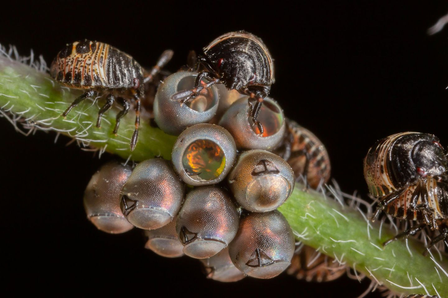 Young-Finalist-Dirk Hoogenstein-Young-Shield-Bugs-CUPOTY  Name: Dirk Hoogenstein Picture title: Young Shield Bugs  Category: Young (Finalist) Nationality: Dutch Age: 16      Dirk: ‘I found these shield bugs coming out of their eggs in our front yard. It was spectacular just to see it in our own little garden in Utrecht. Nature is everywhere!’      Technical information: Canon 5D lll Canon MP-E 65mm 1/200, f/16, ISO800 Accessories: Canon ring flash.  Post processing: Basic adjustments in Lightroom, cropped.