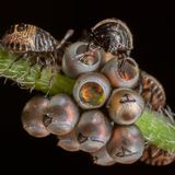 Young-Finalist-Dirk Hoogenstein-Young-Shield-Bugs-CUPOTY  Name: Dirk Hoogenstein Picture title: Young Shield Bugs  Category: Young (Finalist) Nationality: Dutch Age: 16      Dirk: ‘I found these shield bugs coming out of their eggs in our front yard. It was spectacular just to see it in our own little garden in Utrecht. Nature is everywhere!’      Technical information: Canon 5D lll Canon MP-E 65mm 1/200, f/16, ISO800 Accessories: Canon ring flash.  Post processing: Basic adjustments in Lightroom, cropped.