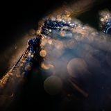 Butterflies-1st-Wim-Vooijs-Veiled-CUPOTY  Name: Wim Vooijs Picture title: Veiled Category: Butterflies & Dragonflies (Winner) Nationality: Dutch Occupation: Process Consultant      Wim: ‘I found this dew-covered male Banded Demoiselle on a reed stem among the streams near my hometown, Ede in the Netherlands. Banded Demoiselles are easy to approach as they rest and dry in the early morning. I tried to find an angle that would produce bokeh bubbles in the warm light, creating the atmosphere that I desired in the picture.      I like to emphasise the beauty of these insects by showing their strength and vulnerability. I’m not after a record shot, more an emotional portrait – maybe this is due to my background as a portrait photographer.’      Technical information: Sony A7III Laowa 100mm f2.8 2x Ultra-Macro 1/500, f/2.8, ISO500 Accessories: None, handheld  Post processing: Basic adjustments in Lightroom, small crop      Website: www.wimvooijs.nl  Instagram: wimvooijs