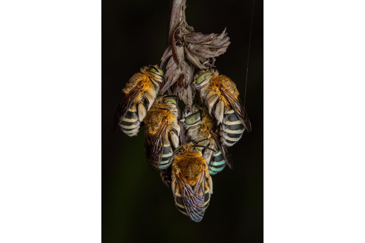 Insects-Finalist-Artur Tomaszek-Roosting-Together-CUPOTY  Name: Artur Tomaszek Picture title: Roosting Together Category: Insects (Finalist) Nationality: Polish Occupation:      Artur: ‘Blue-banded bees (Zonamegilla sp.) are unique insects, well known for their roosting behaviour. After dusk, they rest individually or in a cluster on the end of dried weeds by grasping the stem with their mandibles. This particular sleeping aggregation was quite special since all blue-banded bees I’ve seen so far kept a small distance between each other – these guys rested tucked together tightly. The photo was taken in May 2021 in Hong Kong.’      Technical information: Canon EOS 90D Laowa100mm F2.8 CA-Dreamer Macro 2x 1/200, f/11, ISO200 Accessories: Flash diffuser  Post processing: Basic adjustments in Lightroom      Instagram: talibzuo  Facebook: Inglourious Reptiles  Flickr: Inglourious Reptiles