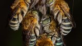 Insects-Finalist-Artur Tomaszek-Roosting-Together-CUPOTY  Name: Artur Tomaszek Picture title: Roosting Together Category: Insects (Finalist) Nationality: Polish Occupation:      Artur: ‘Blue-banded bees (Zonamegilla sp.) are unique insects, well known for their roosting behaviour. After dusk, they rest individually or in a cluster on the end of dried weeds by grasping the stem with their mandibles. This particular sleeping aggregation was quite special since all blue-banded bees I’ve seen so far kept a small distance between each other – these guys rested tucked together tightly. The photo was taken in May 2021 in Hong Kong.’      Technical information: Canon EOS 90D Laowa100mm F2.8 CA-Dreamer Macro 2x 1/200, f/11, ISO200 Accessories: Flash diffuser  Post processing: Basic adjustments in Lightroom      Instagram: talibzuo  Facebook: Inglourious Reptiles  Flickr: Inglourious Reptiles