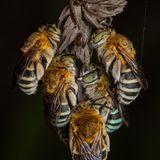 Insects-Finalist-Artur Tomaszek-Roosting-Together-CUPOTY  Name: Artur Tomaszek Picture title: Roosting Together Category: Insects (Finalist) Nationality: Polish Occupation:      Artur: ‘Blue-banded bees (Zonamegilla sp.) are unique insects, well known for their roosting behaviour. After dusk, they rest individually or in a cluster on the end of dried weeds by grasping the stem with their mandibles. This particular sleeping aggregation was quite special since all blue-banded bees I’ve seen so far kept a small distance between each other – these guys rested tucked together tightly. The photo was taken in May 2021 in Hong Kong.’      Technical information: Canon EOS 90D Laowa100mm F2.8 CA-Dreamer Macro 2x 1/200, f/11, ISO200 Accessories: Flash diffuser  Post processing: Basic adjustments in Lightroom      Instagram: talibzuo  Facebook: Inglourious Reptiles  Flickr: Inglourious Reptiles