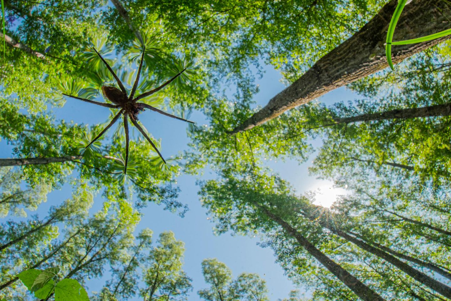 Underwater-Finalist-Boldizsár-Szűcs-From-Below-CUPOTY  Name: Boldizsár Szűcs Picture title: From Below  Category: Underwater (Finalist) Nationality: Hungarian Occupation:      Boldizsár: ‘I took this picture in the forest of Gemenc, Hungary. It’s the largest floodplain forest in Central Europe. It was shot in May, when the Danube river flooded and water poured into the trees. The original plan was to photograph European fire-bellied toads, but I couldn't find any. Fortunately, I found this beautiful raft spider (Dolomedes fimbriatus) and photographed it from below the water’s surface.’      Technical information: Panasonic Lumix G9 Samyang 12mm F/2.8 1/80, f/10, ISO320 Accessories: DIY waterproof case for the camera.  Post processing: Basic adjustments in Lightroom.       Instagram: szucsboldizsar_nature
