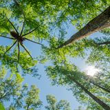 Underwater-Finalist-Boldizsár-Szűcs-From-Below-CUPOTY  Name: Boldizsár Szűcs Picture title: From Below  Category: Underwater (Finalist) Nationality: Hungarian Occupation:      Boldizsár: ‘I took this picture in the forest of Gemenc, Hungary. It’s the largest floodplain forest in Central Europe. It was shot in May, when the Danube river flooded and water poured into the trees. The original plan was to photograph European fire-bellied toads, but I couldn't find any. Fortunately, I found this beautiful raft spider (Dolomedes fimbriatus) and photographed it from below the water’s surface.’      Technical information: Panasonic Lumix G9 Samyang 12mm F/2.8 1/80, f/10, ISO320 Accessories: DIY waterproof case for the camera.  Post processing: Basic adjustments in Lightroom.       Instagram: szucsboldizsar_nature