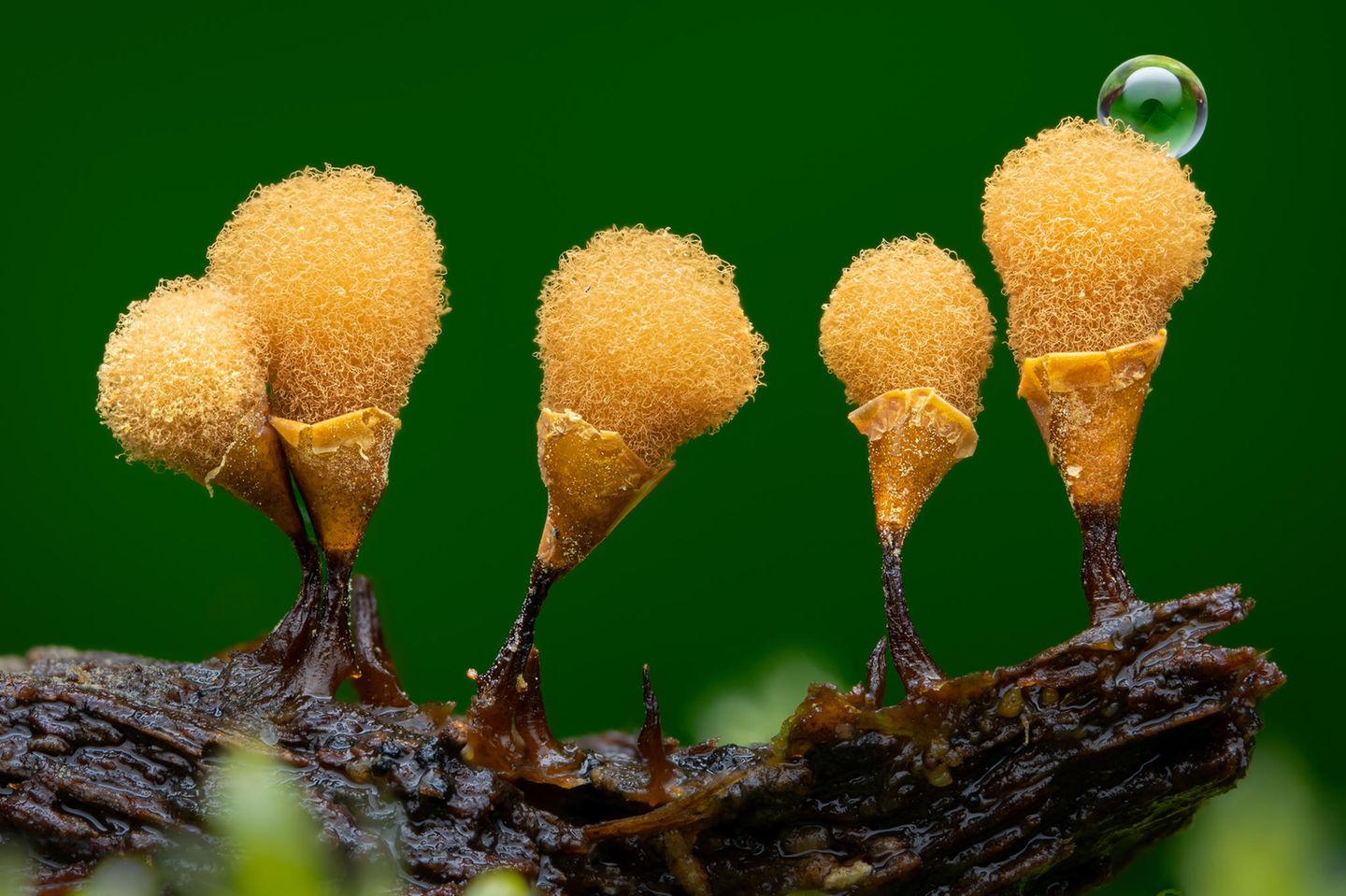 Young-1st-Nathan-Benstead-Hemitrichia-calyculata-CUPOTY  Name: Nathan Benstead Picture title: Hemitrichia Calyculata  Category: Young (Winner) Nationality: British Age: 17      Nathan: ‘I was walking through my local woodland, inspecting rotten logs and sticks last winter, when I came across a log covered in slime mould fruiting bodies or sporangia. I set up my camera gear and focused on a small cluster amongst the moss.’      Technical information: Sony a7rIV Laowa 100mm f2.8 1/200, f/8, ISO200 Accessories: Yongnuo YN560iii flash with a diffuser, Rollei tripod with NISI NM-180 focusing rail.  Post processing: Stacked in Helicon Focus. Basic adjustments in Lightroom, cropped. Sharpened with Topaz Gigapixel AI.      Website: www.nathanbphotography.com  Instagram: nature.magnified  Twitter: NathanBenstead