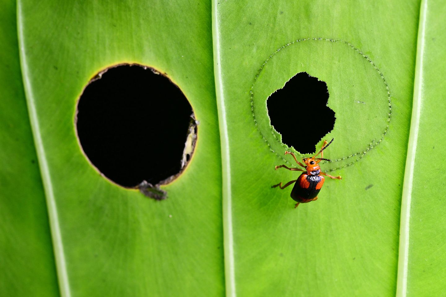 Insects-3rd-Minghui-Yuan-Little-naughty-draw-circle-CUPOTY  Name: Minghui Yuan Picture title: Little Naughty Draw Circle Category: Insects (3rd Place) Nationality: Chinese Occupation: Nature photographer, artist, professor      Minghui Yuan: ‘The beetle Aplosonyx nigriceps has developed a clever tactic to be able to eat the Alocasia macrorrhiza leaves and avoid the toxic alkalis that the plant secretes. It nibbles a 3cm circle on the leaves to cut off the toxin transmission before feasting inside the circle free of poison.      This example was photographed in Nonggang National Reserve, Guangxi Province, China.’      Technical information: Nikon Z7Ⅱ Nikkor Z 105mm/f2.8 macro 1/60, f/14, ISO640 Accessories: None, handheld  Post processing: Basic adjustments in Photoshop      500px: yuanminghui