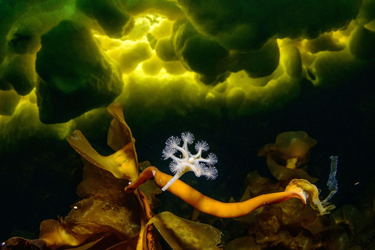 Underwater-1st-Viktor Lyagushkin-Little-Predator-CUPOTY  Name: Viktor Lyagushkin Picture title: Little Predator  Category: Underwater (Winner) Nationality: Georgian Occupation: Photographer      Viktor: ‘This is a Lucernaria quadricornis (Stauromedusae), a stalked jellyfish, photographed beneath the ice of the White Sea in Russia – the only freezing sea in Europe. The green colour of the water is a sign of spring as algae grows.      The “leg” of the jellyfish helps it to attach to a stone or seaweed. Its tentacles project up or down, waiting for prey. If its hunt is successful, it catches the prey and collapses its tentacles into a fist. If the hunting site is no good, Lucernaria walks away on its “leg” or sometimes its “hands”.’      Technical information: Nikon D850 Nikkor 8-15mm f/3.5-4.5 Fisheye 1/80, f/13, ISO3200 Accessories: Subal underwater camera housing, Ikelite DS160 flash.  Post processing: Basic adjustments in Photoshop.       Website: phototeam.pro  Instagram: viktor_lyagushkin  Facebook: vitya.lyagushkin  500px: samebody