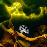 Underwater-1st-Viktor Lyagushkin-Little-Predator-CUPOTY  Name: Viktor Lyagushkin Picture title: Little Predator  Category: Underwater (Winner) Nationality: Georgian Occupation: Photographer      Viktor: ‘This is a Lucernaria quadricornis (Stauromedusae), a stalked jellyfish, photographed beneath the ice of the White Sea in Russia – the only freezing sea in Europe. The green colour of the water is a sign of spring as algae grows.      The “leg” of the jellyfish helps it to attach to a stone or seaweed. Its tentacles project up or down, waiting for prey. If its hunt is successful, it catches the prey and collapses its tentacles into a fist. If the hunting site is no good, Lucernaria walks away on its “leg” or sometimes its “hands”.’      Technical information: Nikon D850 Nikkor 8-15mm f/3.5-4.5 Fisheye 1/80, f/13, ISO3200 Accessories: Subal underwater camera housing, Ikelite DS160 flash.  Post processing: Basic adjustments in Photoshop.       Website: phototeam.pro  Instagram: viktor_lyagushkin  Facebook: vitya.lyagushkin  500px: samebody