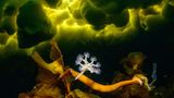 Underwater-1st-Viktor Lyagushkin-Little-Predator-CUPOTY  Name: Viktor Lyagushkin Picture title: Little Predator  Category: Underwater (Winner) Nationality: Georgian Occupation: Photographer      Viktor: ‘This is a Lucernaria quadricornis (Stauromedusae), a stalked jellyfish, photographed beneath the ice of the White Sea in Russia – the only freezing sea in Europe. The green colour of the water is a sign of spring as algae grows.      The “leg” of the jellyfish helps it to attach to a stone or seaweed. Its tentacles project up or down, waiting for prey. If its hunt is successful, it catches the prey and collapses its tentacles into a fist. If the hunting site is no good, Lucernaria walks away on its “leg” or sometimes its “hands”.’      Technical information: Nikon D850 Nikkor 8-15mm f/3.5-4.5 Fisheye 1/80, f/13, ISO3200 Accessories: Subal underwater camera housing, Ikelite DS160 flash.  Post processing: Basic adjustments in Photoshop.       Website: phototeam.pro  Instagram: viktor_lyagushkin  Facebook: vitya.lyagushkin  500px: samebody