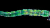 Micro-Finalist-Karl-Gaff-Midge-Larva-CUPOTY  Name: Karl Gaff Picture title: Midge Larva  Category: Micro (Finalist) Nationality: Irish Occupation: Technical Officer at TU Dublin      Karl: ‘This is a high resolution image of a midge larva. The image is a composite consisting of 12 tiles seamlessly blended together. Each tile comprises of approximately 120 optical sections stacked together to give a complete in-focus image. The imagery was acquired using compensated polarised light in dark field. The muscle fibres appear to glow green. The nervous system appears like trees in each body segment of the larva. The brown spots on the outer skin are early stage pigmented cells.’      Technical information: Sony A7R II  10x / 0.4x Line objective lens 1/10, ISO500 Accessories: Olympus BX51 Microscope.  Post processing: Basic adjustments, stacking and stitching Photoshop.      Website: www.kgaffphotography.com  Instagram: electron_micronaut  Facebook: karl.gaff  Twitter: KarlGaff  Flickr: 38484518@N07  500px: KarlGaff