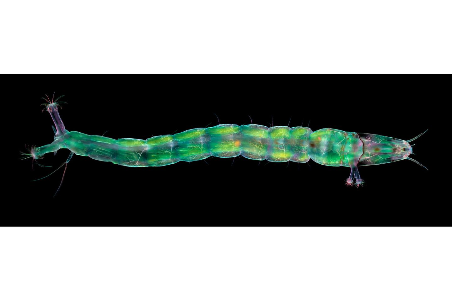 Micro-Finalist-Karl-Gaff-Midge-Larva-CUPOTY  Name: Karl Gaff Picture title: Midge Larva  Category: Micro (Finalist) Nationality: Irish Occupation: Technical Officer at TU Dublin      Karl: ‘This is a high resolution image of a midge larva. The image is a composite consisting of 12 tiles seamlessly blended together. Each tile comprises of approximately 120 optical sections stacked together to give a complete in-focus image. The imagery was acquired using compensated polarised light in dark field. The muscle fibres appear to glow green. The nervous system appears like trees in each body segment of the larva. The brown spots on the outer skin are early stage pigmented cells.’      Technical information: Sony A7R II  10x / 0.4x Line objective lens 1/10, ISO500 Accessories: Olympus BX51 Microscope.  Post processing: Basic adjustments, stacking and stitching Photoshop.      Website: www.kgaffphotography.com  Instagram: electron_micronaut  Facebook: karl.gaff  Twitter: KarlGaff  Flickr: 38484518@N07  500px: KarlGaff