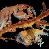 Micro-Finalist-Ricardo-Martínez-A-Couple-of-Podocerus-variegatus-CUPOTY  Name: Ricardo Roberto Fernández Martínez Picture title: A Couple of Podocerus variegatus  Category: Micro (Finalist) Nationality: Spanish Occupation: Teacher      Ricardo: ‘The photograph shows a male (larger specimen) and a female with eggs of the amphipod Podocerus variegatus, a common crustacean found in the submareal microbenthos of the Cantabrian Sea (Foz, Galicia, North of Spain). They are sitting on the branches of a hydroid colony (Obelia dichotoma). I collected them while scuba diving for my research on micro invertebrates of the Cantabrian Sea. Amongst the hydroid colony there were several amphipods, but these caught my attention because the male was protecting the female by sitting on her, in a way that many crabs do. Once on the microscope slide, the male stopped protecting her, but they accepted the hydroid branches and climbed on. After several attempts and lots of patience, they finally stood still enough for the 22 shots needed for stacking at 5x. Once documented, which was my primary target, they were placed back in the sample of seawater and kept in the fridge before being safely returned to the sea, where I expect (and wish) their babies are thriving.’