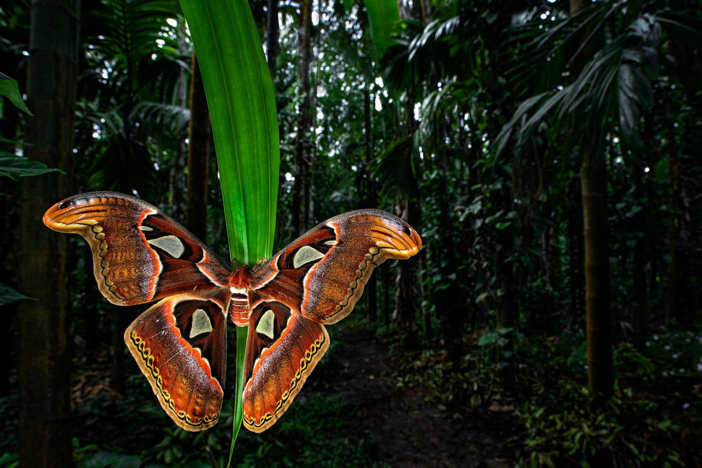 Butterflies-2nd-Uday-Hegde-Atlas-Moth-CUPOTY  Name: Uday Hegde Picture title: Atlas Moth Category: Butterflies & Dragonflies (2nd Place) Nationality: Indian Occupation: Software Architect      Uday: ‘This beautiful Atlas moth (Attacus atlas) was found during my daily walk in our areca nut plantation in Sirsi, India. As our plantation is surrounded by evergreen forest a lot of frogs, snakes, insects and butterflies take shelter there. These huge moths often have a wingspan that extends beyond nine inches. I wanted to show the moth in its habitat, so I decided to shoot this picture with a wide-angle macro lens. I set-up the camera, tripod, flash and trigger away from the moth so that it would not get disturbed. Once I felt happy with the set-up I placed my camera near the moth, composed the frame and took 5-6 shots.’      Technical information: Canon EOS 5D Mark IV Laowa 15mm f/4 1:1 Macro 1/160, f/11, ISO200 Accessories: Used Godox trigger to fire the off camera Godox flash.  Post processing: Basic adjustments in Photoshop, small crop      Instagram: hegdeuday  Facebook: 2udayhegde