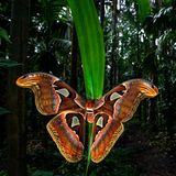 Butterflies-2nd-Uday-Hegde-Atlas-Moth-CUPOTY  Name: Uday Hegde Picture title: Atlas Moth Category: Butterflies & Dragonflies (2nd Place) Nationality: Indian Occupation: Software Architect      Uday: ‘This beautiful Atlas moth (Attacus atlas) was found during my daily walk in our areca nut plantation in Sirsi, India. As our plantation is surrounded by evergreen forest a lot of frogs, snakes, insects and butterflies take shelter there. These huge moths often have a wingspan that extends beyond nine inches. I wanted to show the moth in its habitat, so I decided to shoot this picture with a wide-angle macro lens. I set-up the camera, tripod, flash and trigger away from the moth so that it would not get disturbed. Once I felt happy with the set-up I placed my camera near the moth, composed the frame and took 5-6 shots.’      Technical information: Canon EOS 5D Mark IV Laowa 15mm f/4 1:1 Macro 1/160, f/11, ISO200 Accessories: Used Godox trigger to fire the off camera Godox flash.  Post processing: Basic adjustments in Photoshop, small crop      Instagram: hegdeuday  Facebook: 2udayhegde