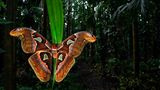 Butterflies-2nd-Uday-Hegde-Atlas-Moth-CUPOTY  Name: Uday Hegde Picture title: Atlas Moth Category: Butterflies & Dragonflies (2nd Place) Nationality: Indian Occupation: Software Architect      Uday: ‘This beautiful Atlas moth (Attacus atlas) was found during my daily walk in our areca nut plantation in Sirsi, India. As our plantation is surrounded by evergreen forest a lot of frogs, snakes, insects and butterflies take shelter there. These huge moths often have a wingspan that extends beyond nine inches. I wanted to show the moth in its habitat, so I decided to shoot this picture with a wide-angle macro lens. I set-up the camera, tripod, flash and trigger away from the moth so that it would not get disturbed. Once I felt happy with the set-up I placed my camera near the moth, composed the frame and took 5-6 shots.’      Technical information: Canon EOS 5D Mark IV Laowa 15mm f/4 1:1 Macro 1/160, f/11, ISO200 Accessories: Used Godox trigger to fire the off camera Godox flash.  Post processing: Basic adjustments in Photoshop, small crop      Instagram: hegdeuday  Facebook: 2udayhegde