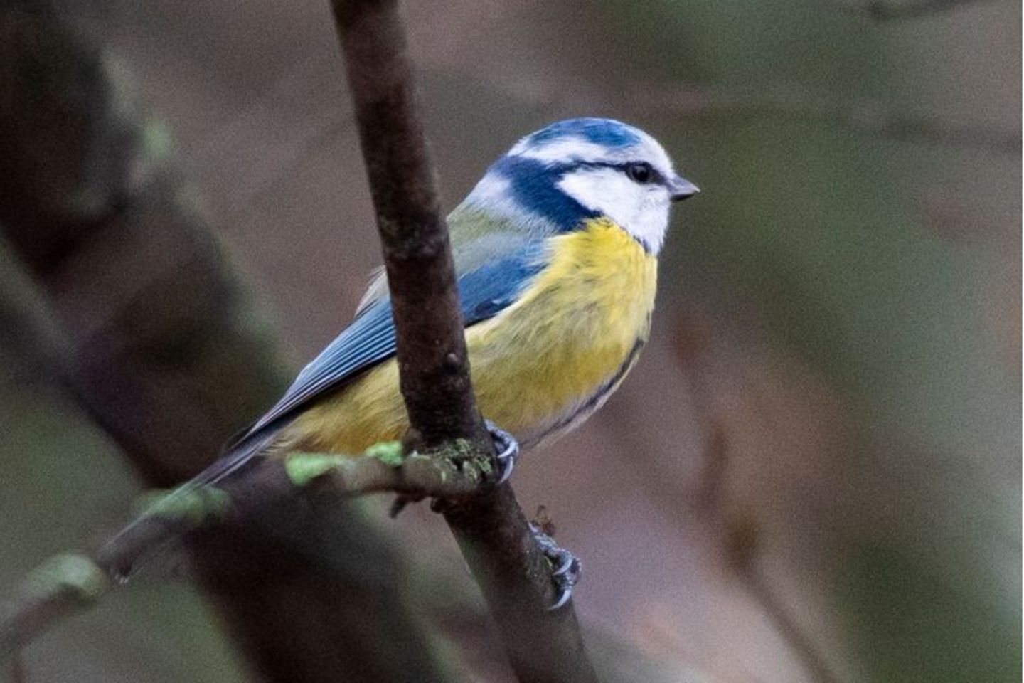 Eine Blaumeise sitzt auf einem Ast