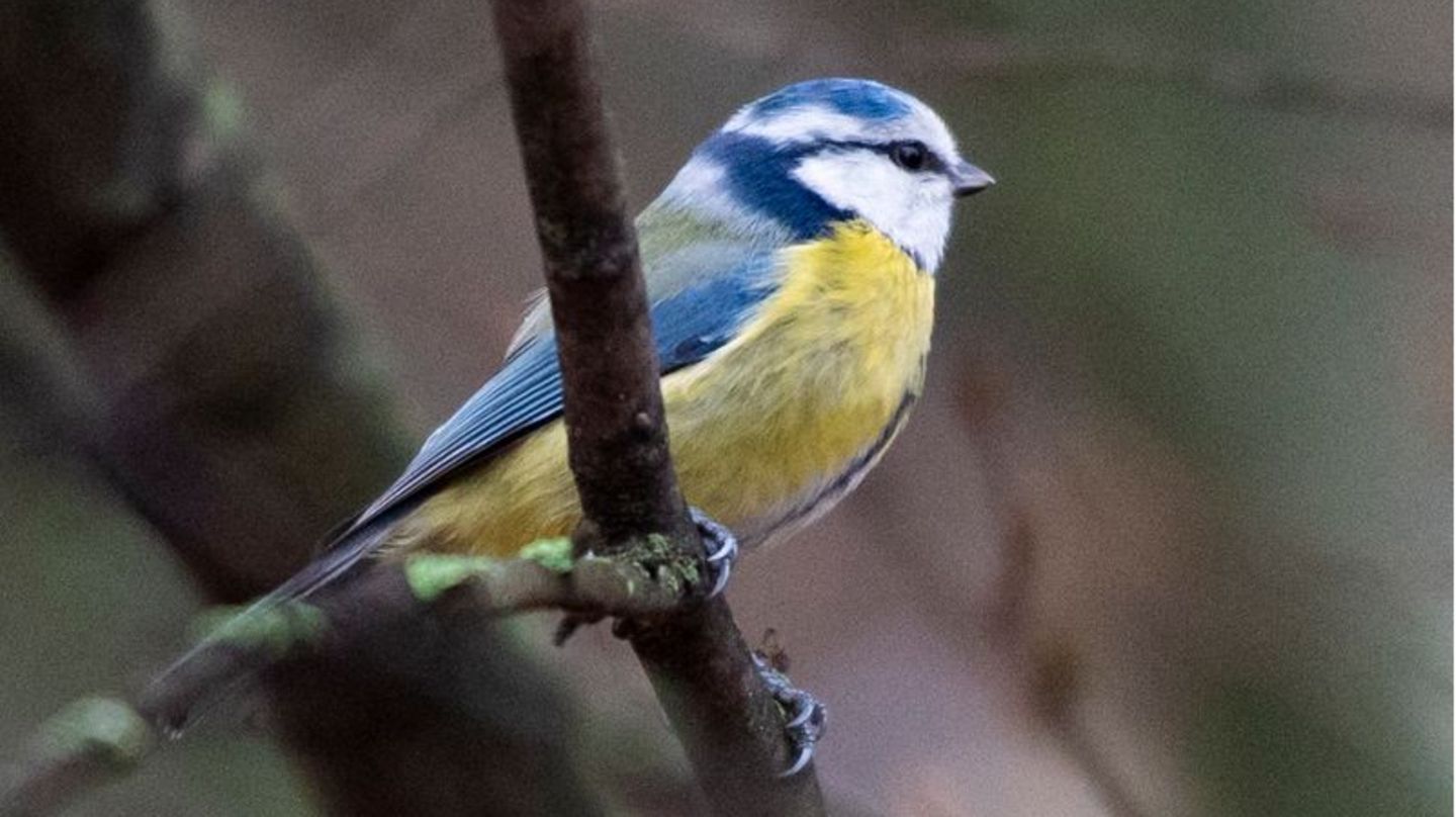 Eine Blaumeise sitzt auf einem Ast