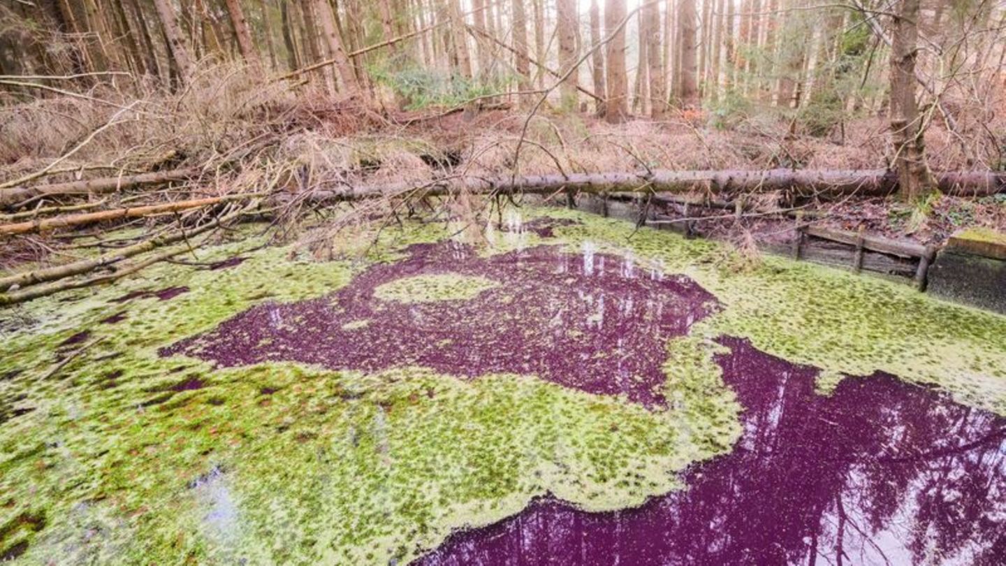 Teich im Hildesheimer Wald
