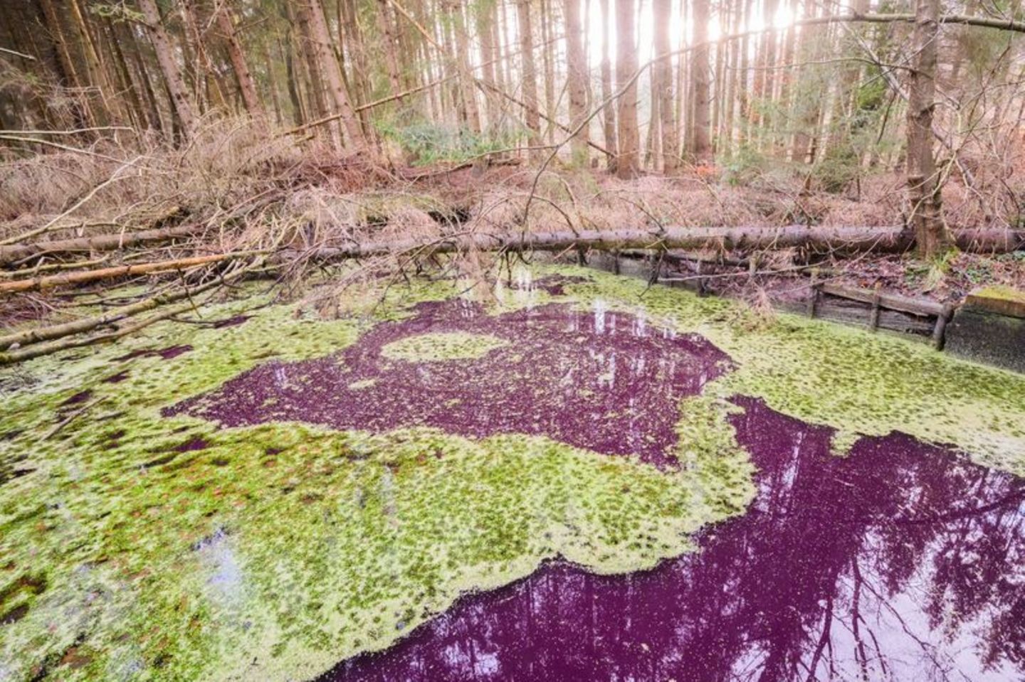 Teich im Hildesheimer Wald