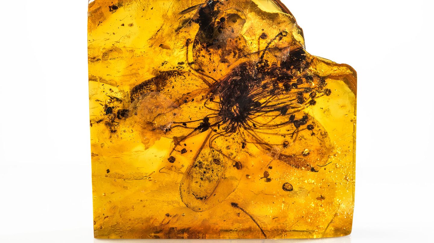 Fossile Blüte von Symplocos kowalewskii aus baltischem Bernstein. Es handle sich mit knapp drei Zentimetern Größe um die größte je in Bernstein entdeckte Blüte, berichten Eva-Maria Sadowski vom Museum für Naturkunde Berlin und Christa-Charlotte Hofmann von der Universität Wien