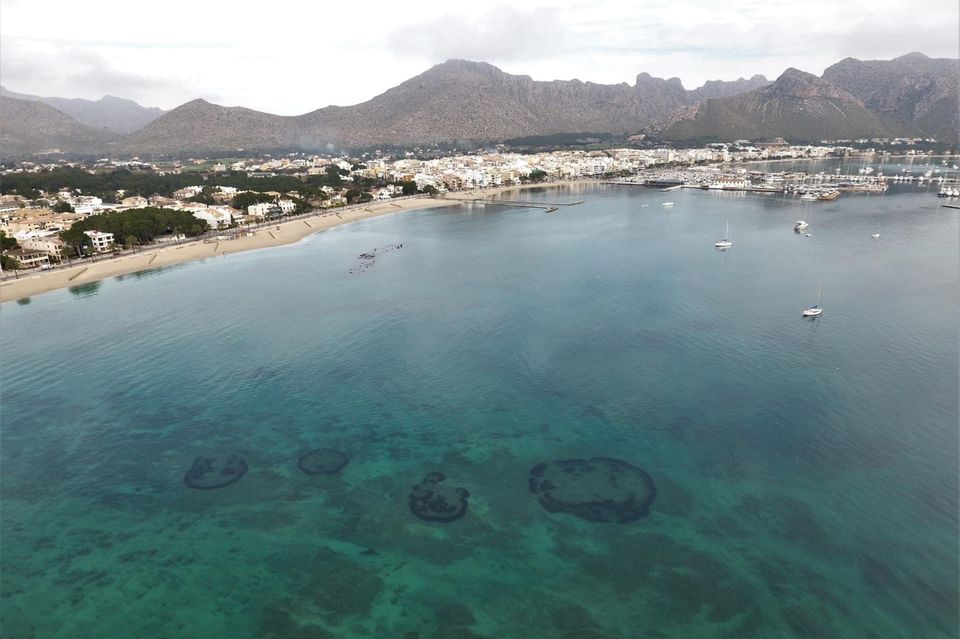 Baleareninsel Mallorca: Aus der Luft zeigen sich in der Bucht von Pollença "Feenkreise" aus Seegras