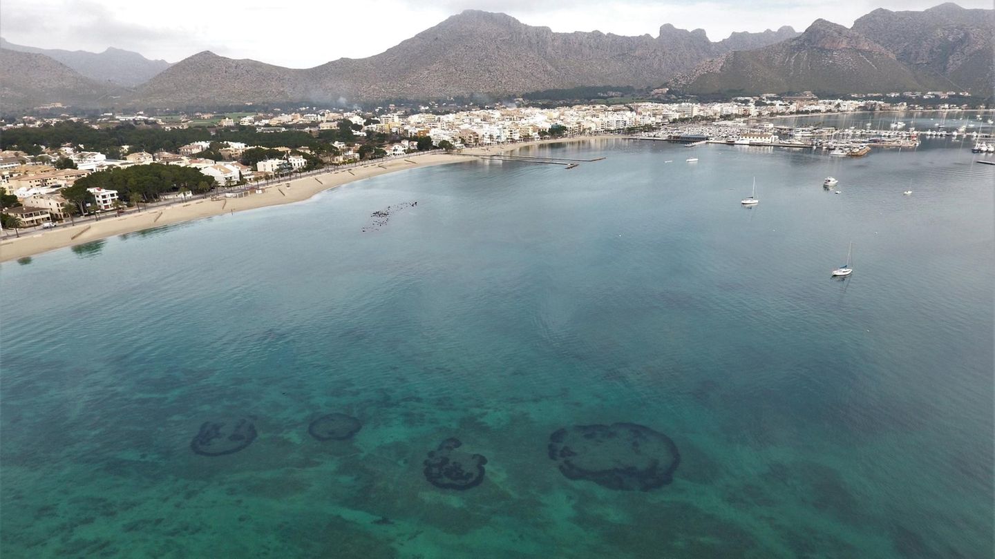 Baleareninsel Mallorca: Aus der Luft zeigen sich in der Bucht von Pollença "Feenkreise" aus Seegras