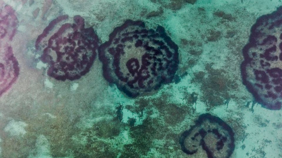 Die Luftaufnahme zeigt komplexe, runde Strukturen, entstanden durch die Anreicherung und den Abbau von Schwefelwasserstoff