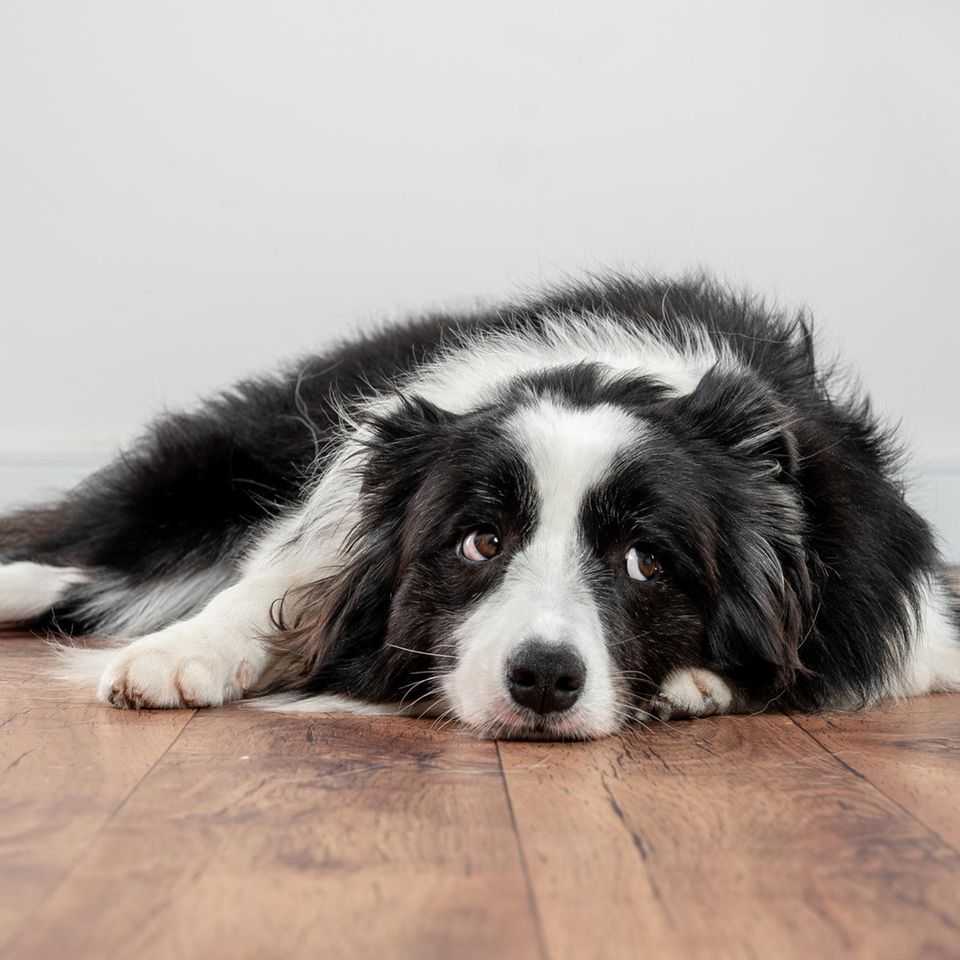 Border Collie schaut traurig