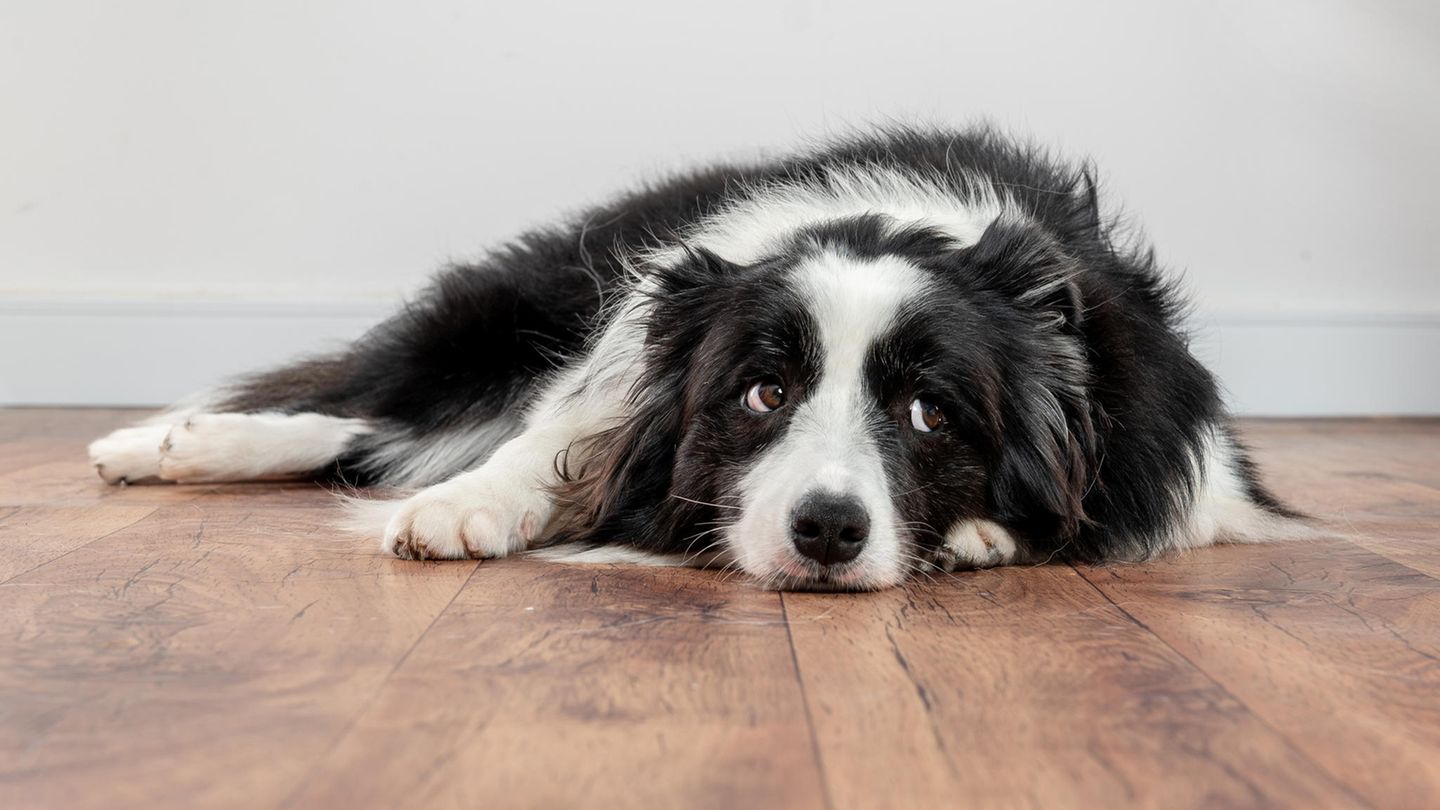 Border Collie schaut traurig