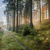 Waldweg im Rothaargebirge