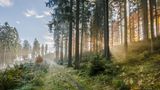 Waldweg im Rothaargebirge