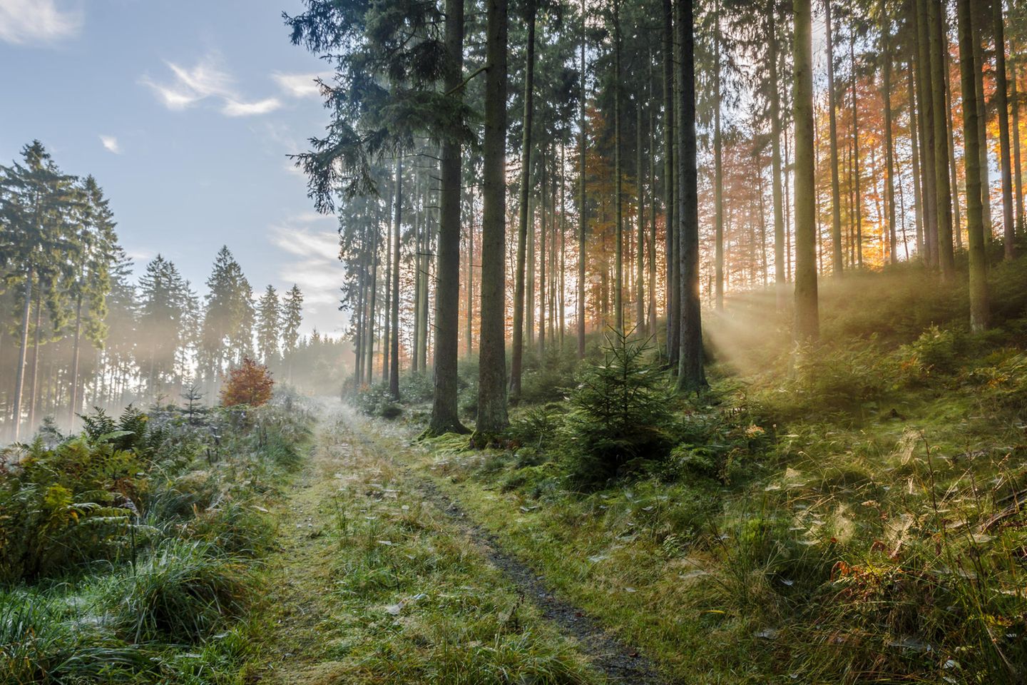 "Zinser Rundwanderweg" im Rothaargebirge Waldweg im Rothaargebirge